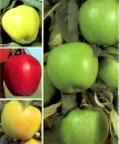 manzanas - apples