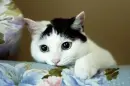 Cute Cat