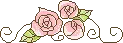 pink roses