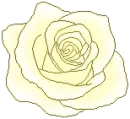 yellow rose