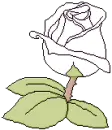 white rose