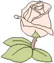 pink rose