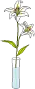 lilly