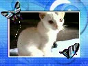 cute kitty