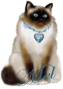 Mels cat in blue
