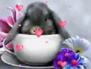 BUNNY