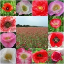 Poppies papoulas