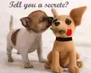secret