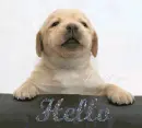 hello