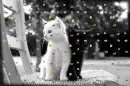 kitty