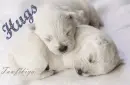 Hugs 