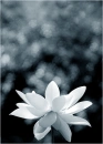 White lotus