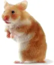 hamster :)