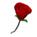 rose 