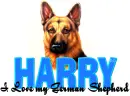Harry German Shepherd