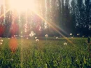 fields photography