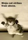 Cat Attack!
