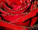 Rained on Rose