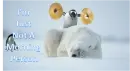 tired polar bear