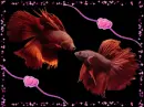 my fish :)