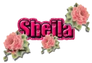 Roses: Pink Sheila