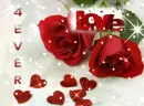Love 4 ever