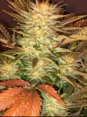 weed