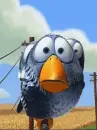 bird