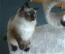 cat play