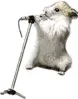hamsterdance