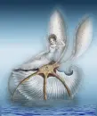 sea fairy