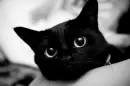 black kitty
