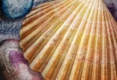 Seashell