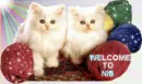 Kitties