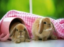 Bunny Friends