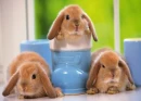 Bunny friends 2