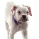 Boxer