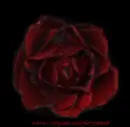 Red rose