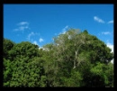 trees and sky