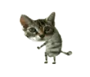 Cat Dance
