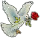 Dove