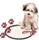 Awww! Beautiful Dog Wants To Go With You Today!