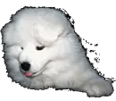 lovely puppy