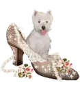 puppy in a shoe
