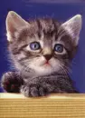 kitty