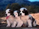 cute puppies