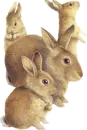 bunnies