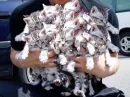 kittens
