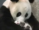 baby panda