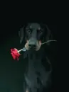 red rose